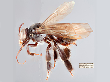 [Paratetrapedia fervida male (lateral/side view) thumbnail]